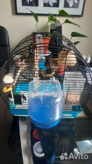 Продам двух амадинов, девочки 6 месяцев, с клеткой