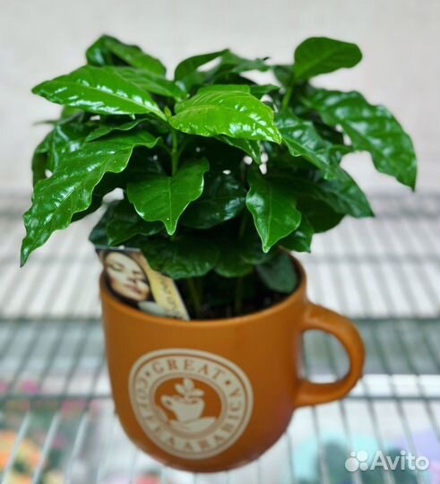 Кофейное дерево