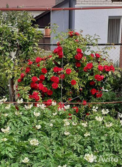 Продажа растении