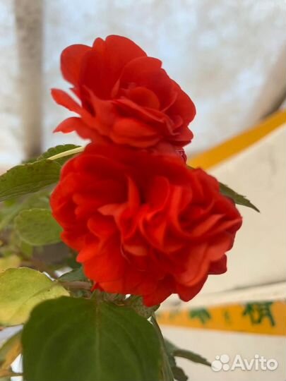 Бальзамин орандж энерджи