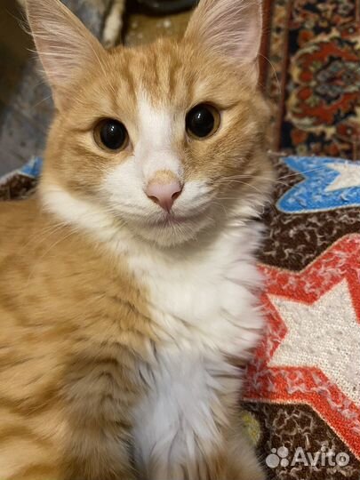 Отдам кота в добрые руки