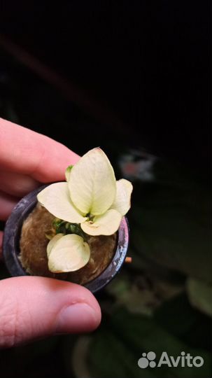 Аквариумные растения