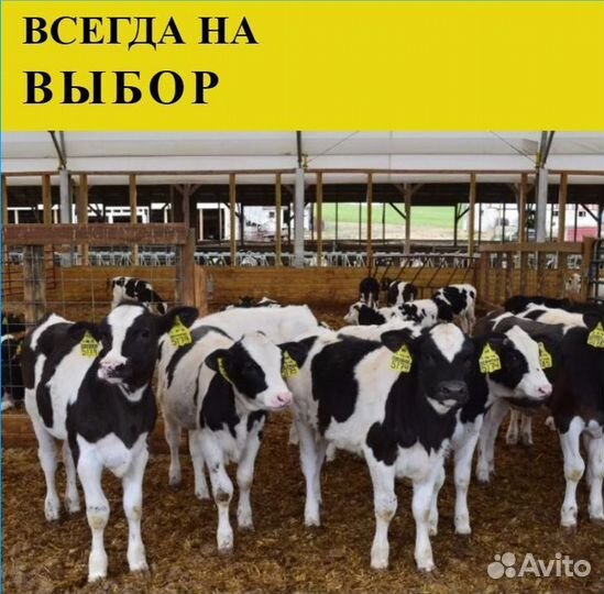 Телята бычки