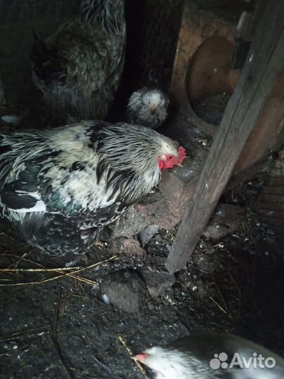 Петух брама