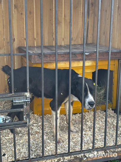 Черная немецкая овчарка