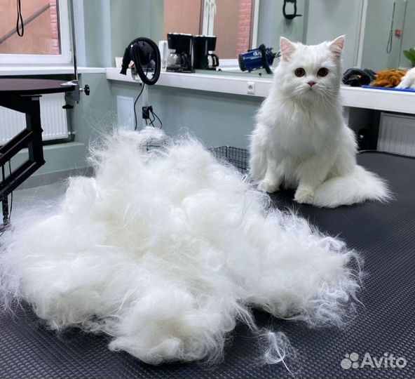 Курсы по обучению груминга. Стрижки собак