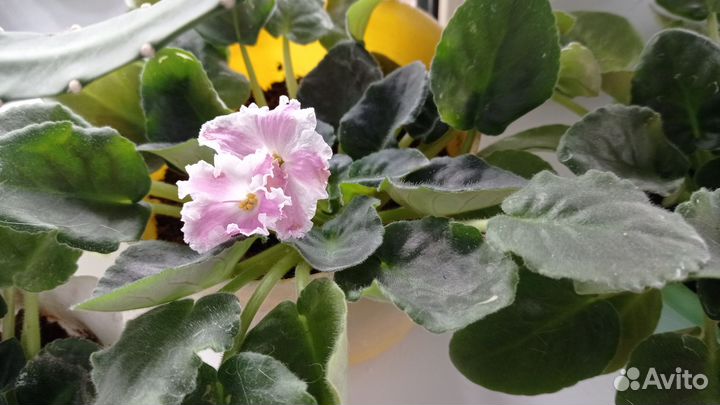 Продажа комнатных цветов