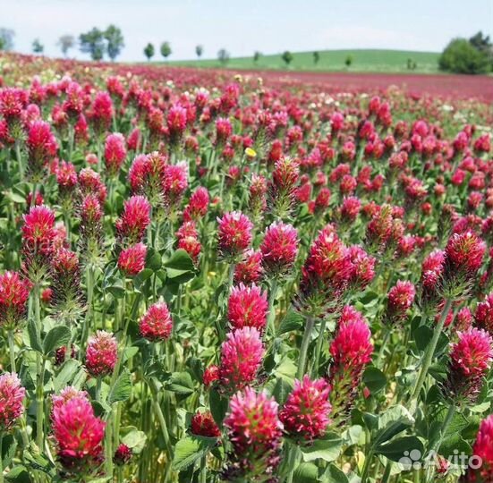 Клевер красный