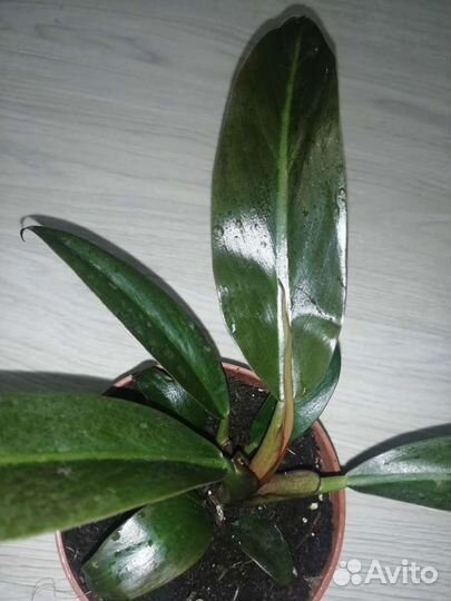 Филодендрон Erubescense