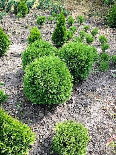 Туя екстра класса Туи западные. Питомник Нашли деш