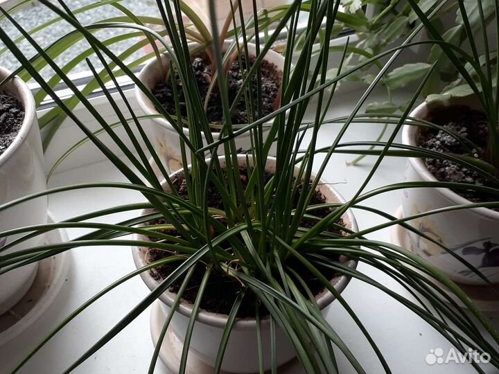 Зефирантес