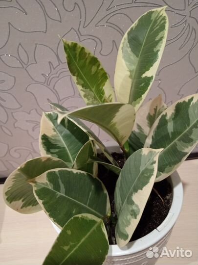 Фикус тинеке