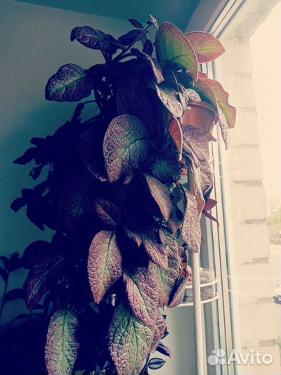 Взрослые растения