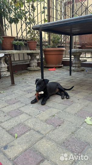 Щенки в добрые руки