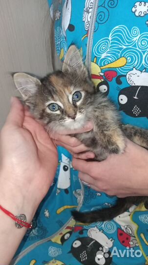 Пушистое чудо