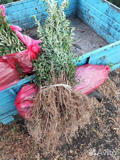 Озеленение Бирючина оптом Саженцы