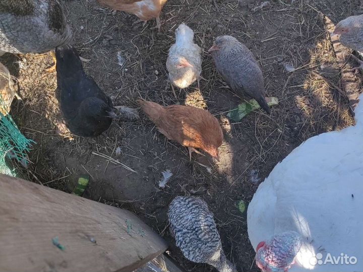 Куры,утки,перепела,кролики