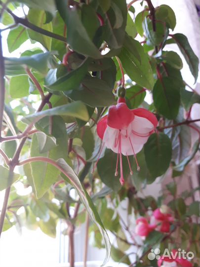 Цветок Фуксия сортовая