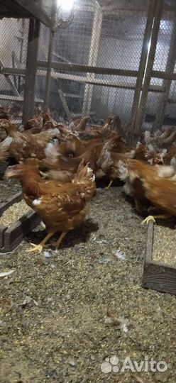 Куры молодки, петухи