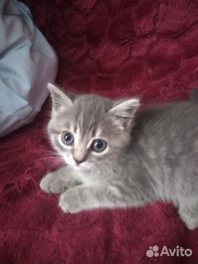 Котики бесплатно в добрые руки