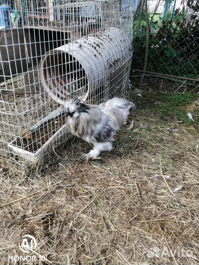 Яйцо инкубационное