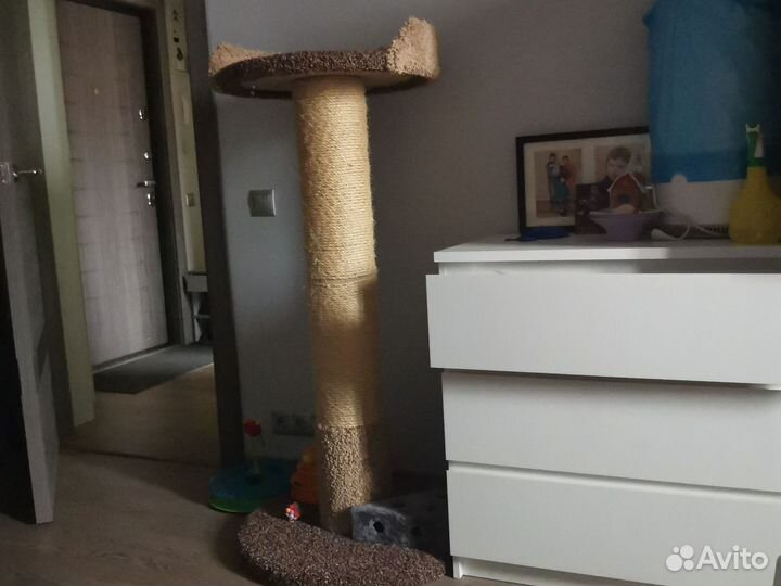 Передержка кошек