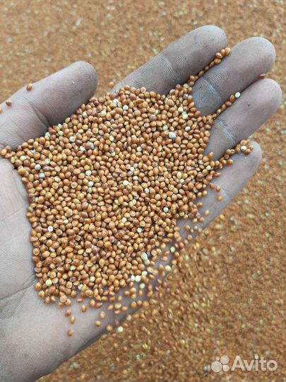 Просо красное