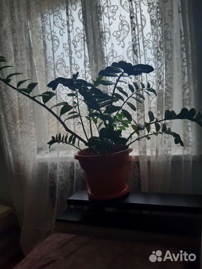 Замиокулькас. Для дома офиса.цена 3 тыс