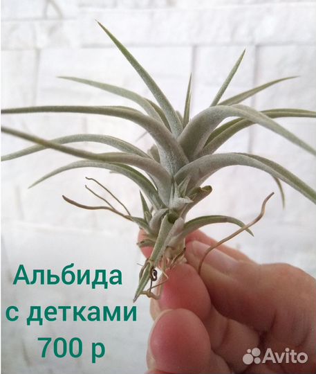 Тилландсии атмосферные ч.4 (средний размер)