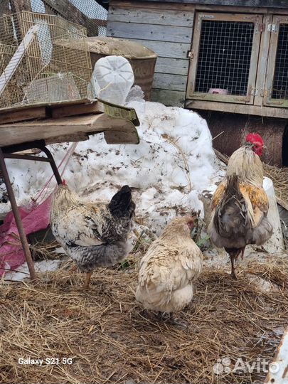 Петухи молодые