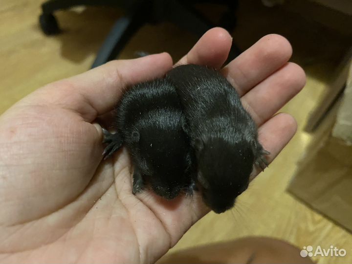 Монгольская песчанка