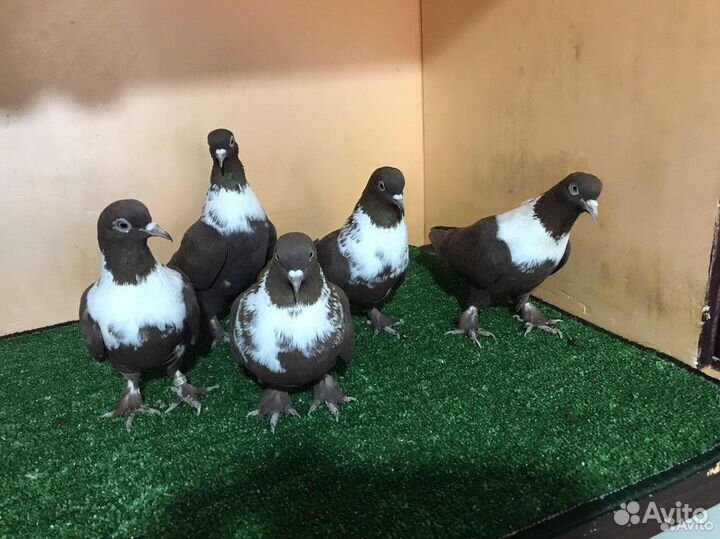 Краснодарские бойные голуби