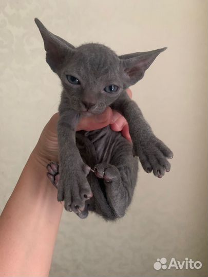 Котята сфинкс браш