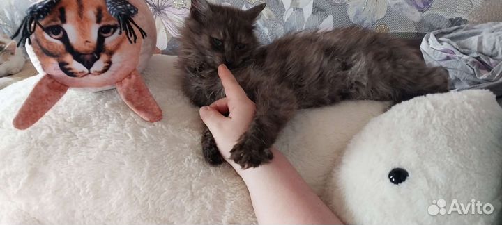 Кот в добрые руки