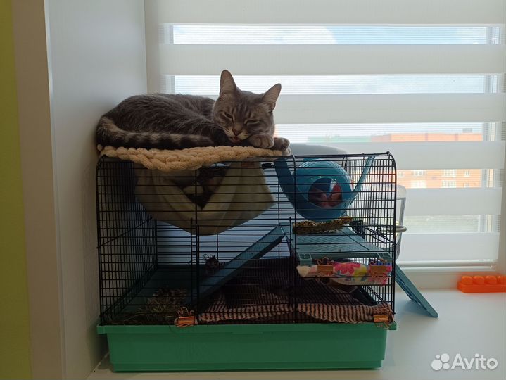 Крысы дамбо девочки