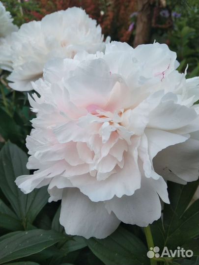 Корни пиона Сара Бернар