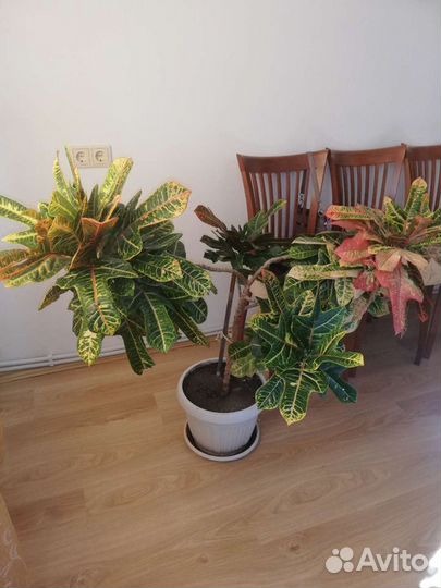 Комнатные цветы