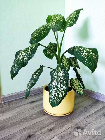 Диффенбахия