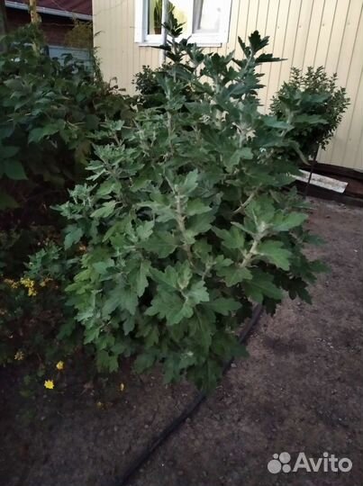 Хризантема Седая дама