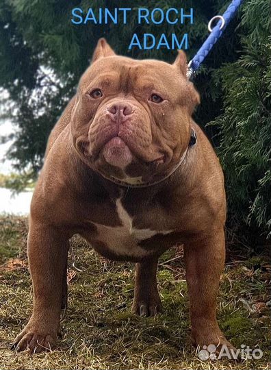 Американский булли вязка