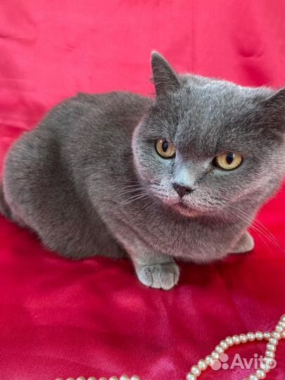 Британская кошка