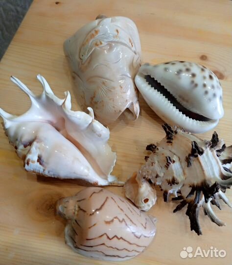 Морские ракушки раковины
