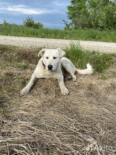 Метис лабрадора