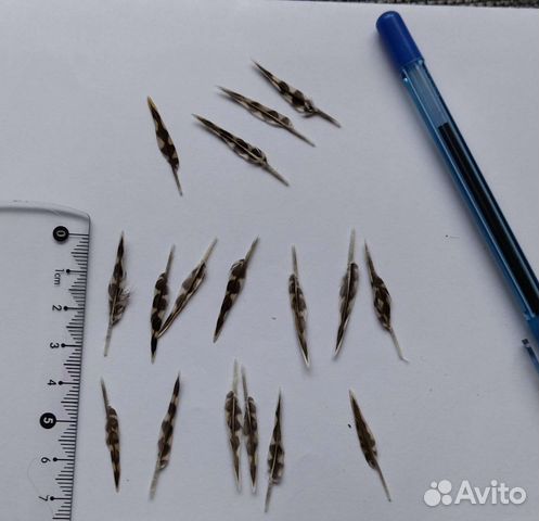 Перо вальдшнепа для рисования