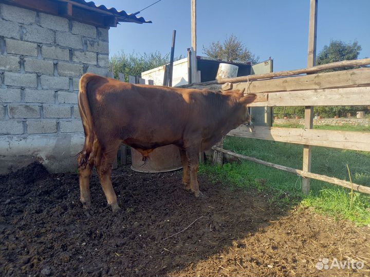 Бычки и корова