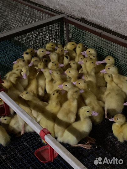 Утки муларды