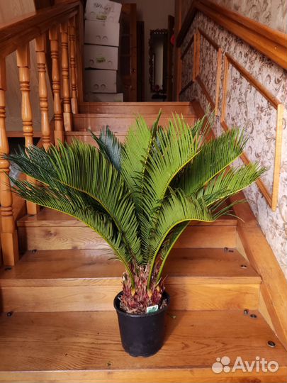 Цикас революта