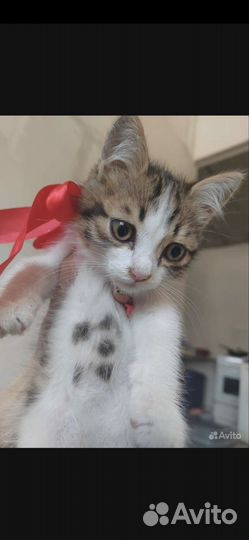 Кошка в дар