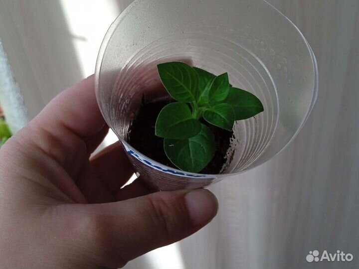 Вегетативная петуния