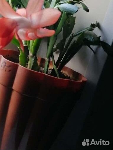 Декабрист шлюмбергера